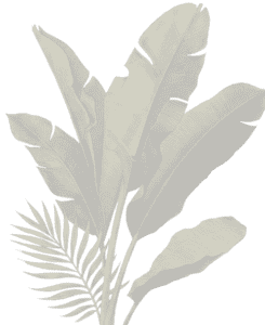 palm 3